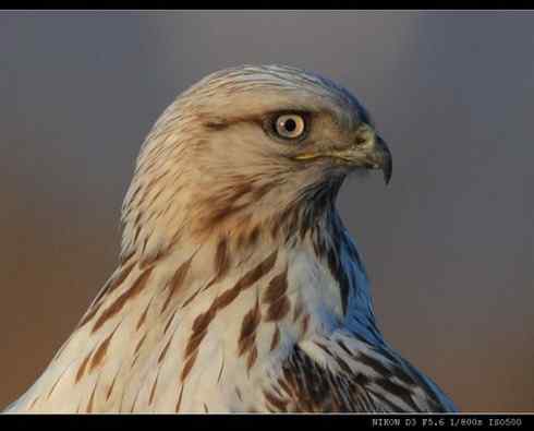 鵟的百变羽色——浅棕型