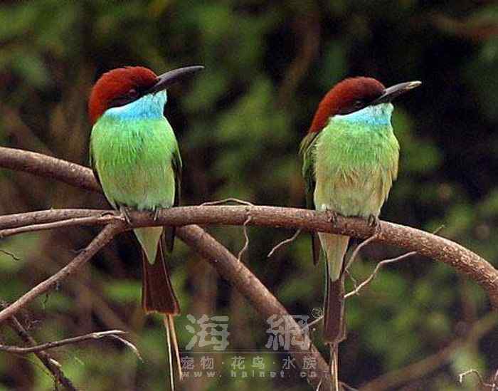 世界著名鸟类——部分猛禽