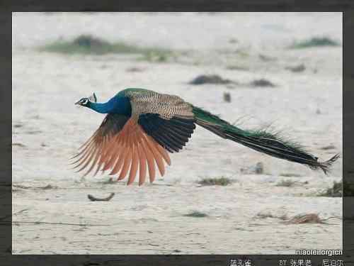 [组图]尼泊尔鸟类奇旺国家公园