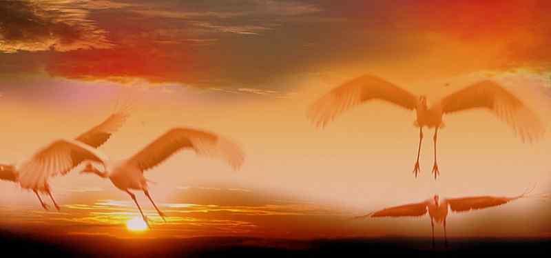 王洪刚丹顶鹤摄影作品欣赏