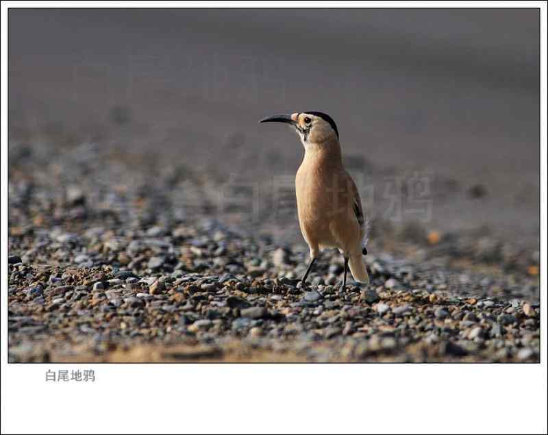 白尾地鸦 警惕·奔跑