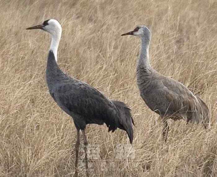 世界著名鸟类——鹤形目