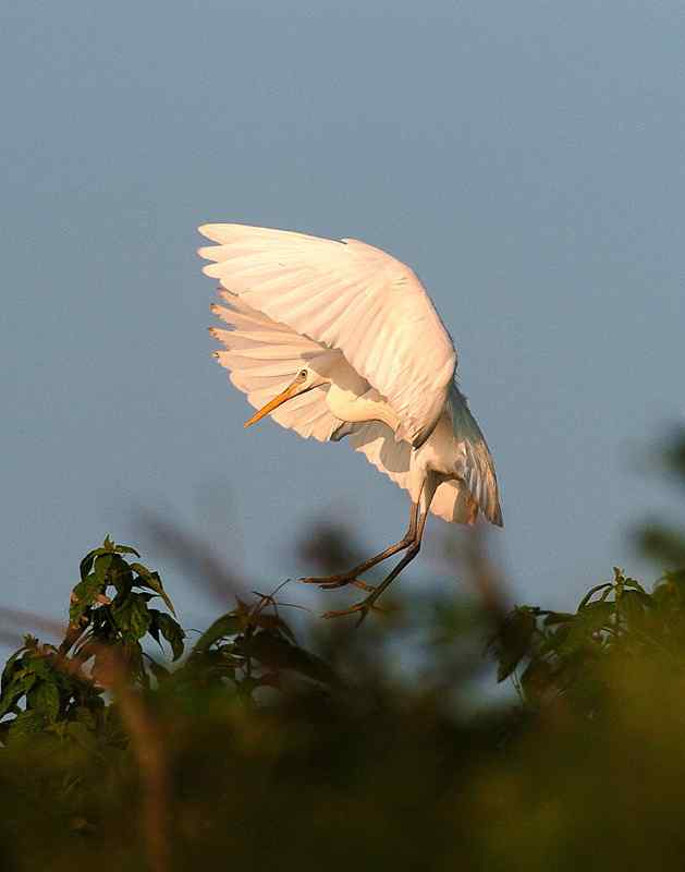 中国的珍稀鸟类 福建观鸟会在行动！