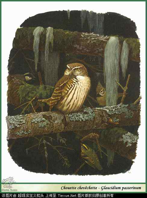 手绘画第5辑——猛禽和啄木鸟