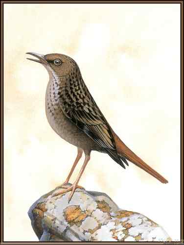 世界灭绝动物画像大全