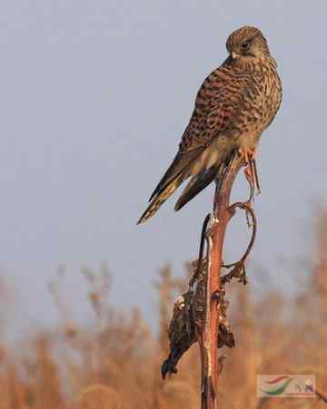 林甸草原上的阿穆尔隼