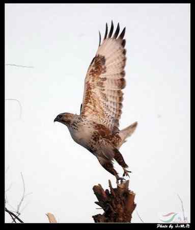 鵟的百变羽色——浅棕型