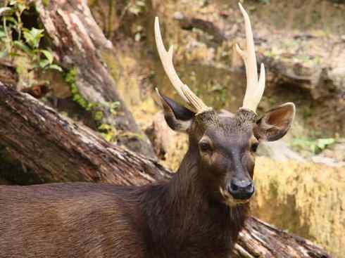 麒麟：传说的兽原型探秘（梅花鹿）