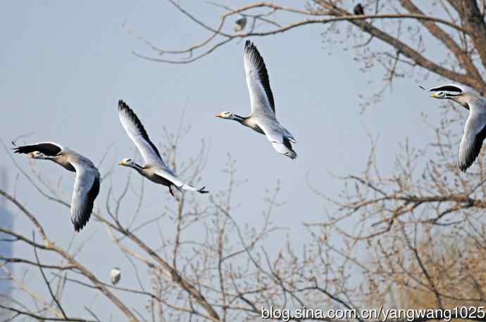 斑头雁（抓拍）14