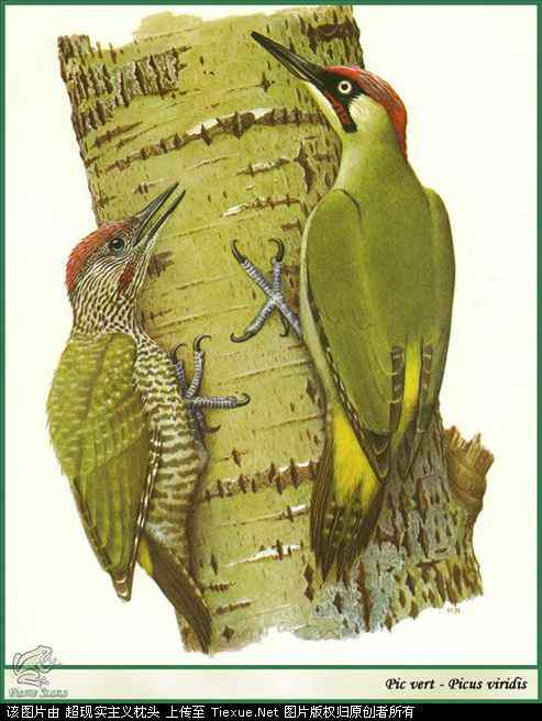 手绘画第5辑——猛禽和啄木鸟