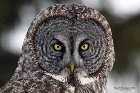 猫头鹰乌林鸮的”雷达系统” 猫头鹰乌林鸮的”雷达系统”