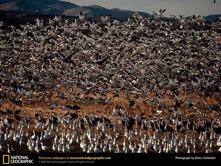 美国国家地理经典鸟类摄影图片精选