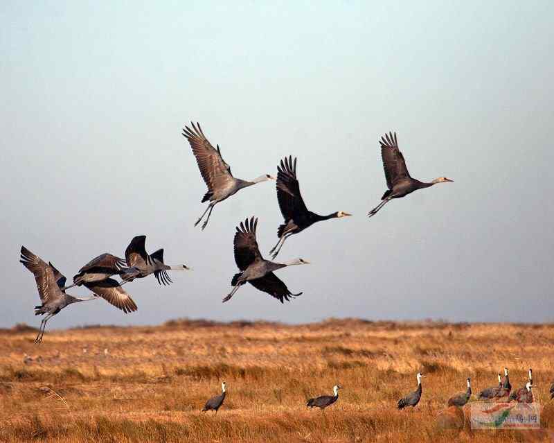 我好像听到白头鹤飞过头顶翅膀滑动空气的声音了