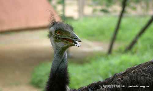 95张鸟儿嬉戏精品图集