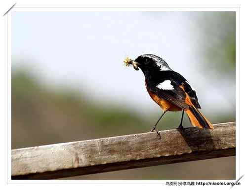 95张鸟儿嬉戏精品图集