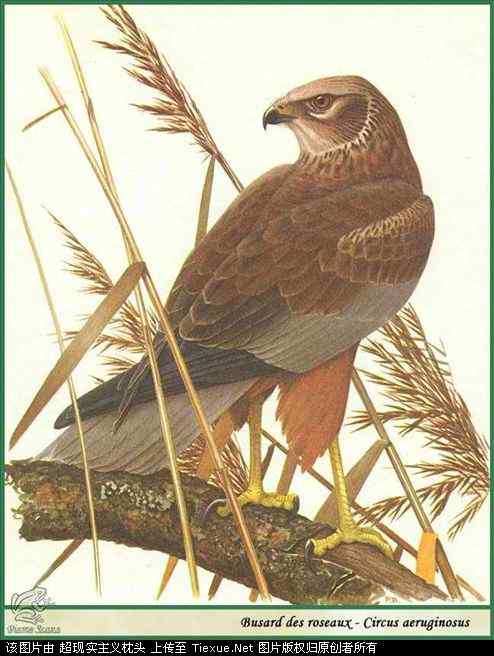 手绘画第5辑——猛禽和啄木鸟