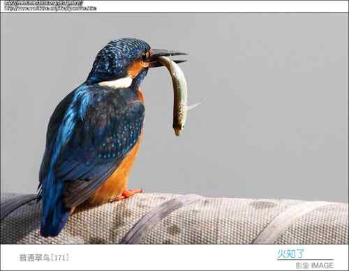 鸟与史料——鱼狗