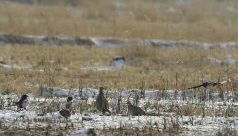 林甸的冬天——冰天雪地的鸟儿