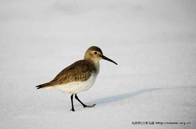 洞庭湖冰天雪地中的鸟类 洞庭湖冰天雪地中的鸟类