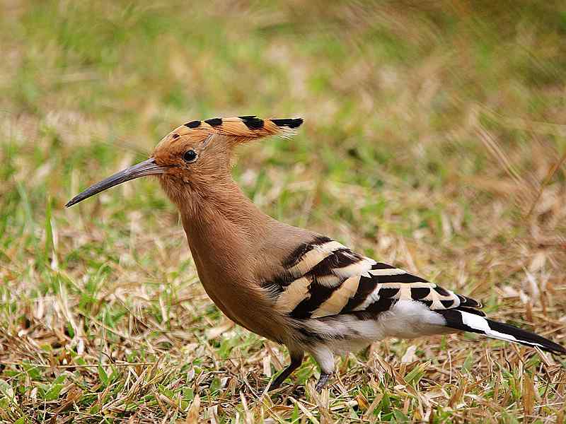 厦门常见鸟类图谱