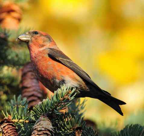 交嘴雀的美丽人生 交嘴雀的美丽人生