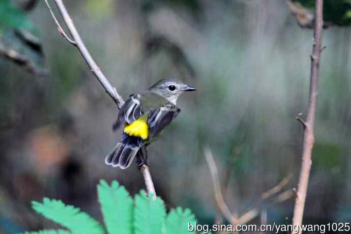 雌性白眉姬鹟（9）