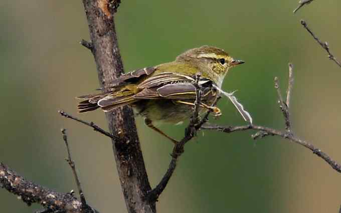 何时斩断刽子手？（组图）