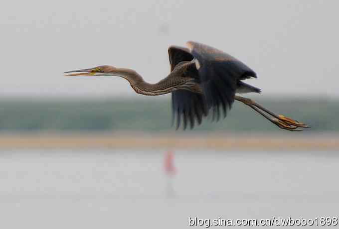 乌梁素海之草鹭鈥斺斈诿晒勰裥校ǘ）