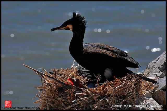【加贝先生原创摄影】 青海湖鸟岛上的鸬鹚鸟(16p)