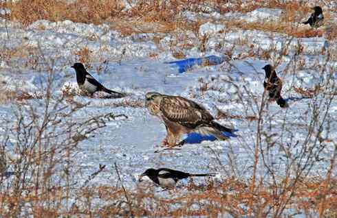 2008，鵟野之冬电视连续剧