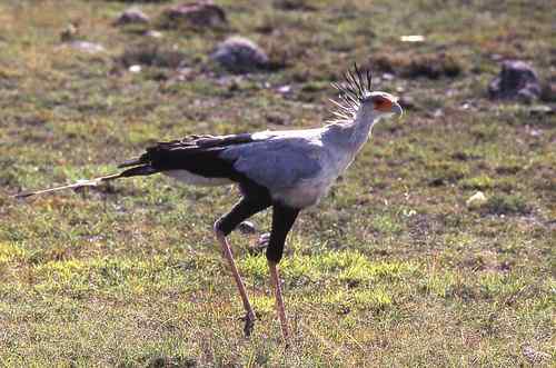 四不像 蛇鹫秘书鸟 