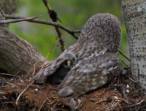 [组图]乌林枭宝宝长大了