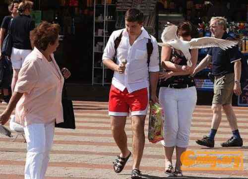 [组图]海鸥爱吃冰淇淋