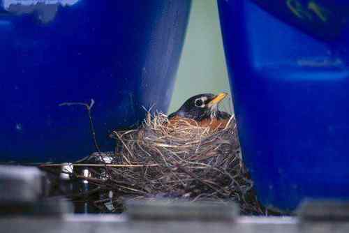 各种有意思的鸟巢