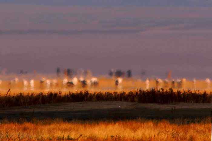 独特的高原生态系统——巴音布鲁克湿地