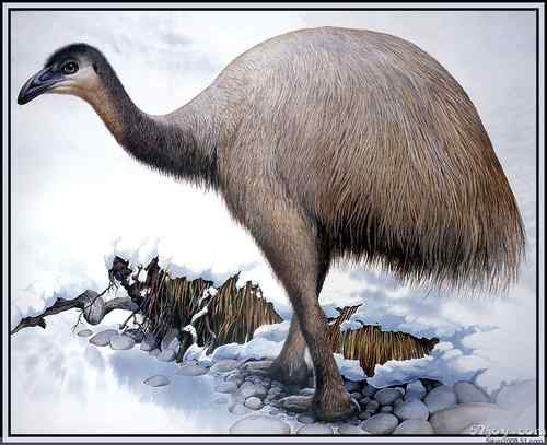 世界灭绝动物画像大全