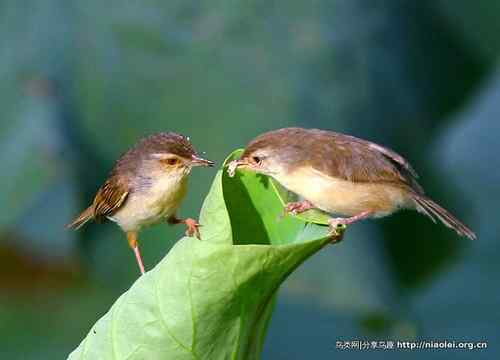 95张鸟儿嬉戏精品图集