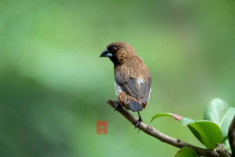 剑侠作品:红嘴蓝鹊