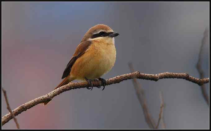 塘沽打鸟，新添八个新种（组图）