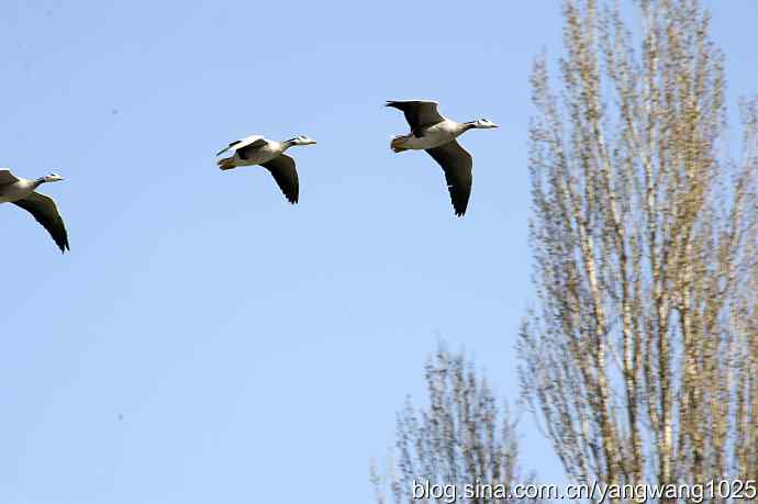 初春斑头雁
