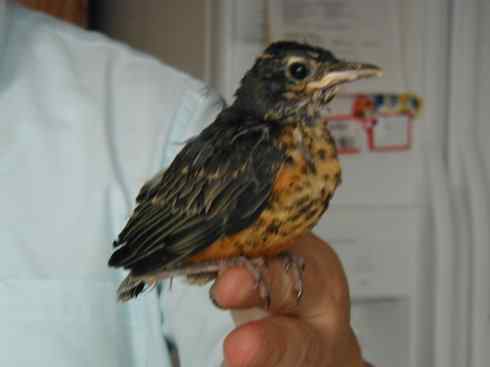 美国鸟类摄影——知更鸟（6）：小鸟初成了