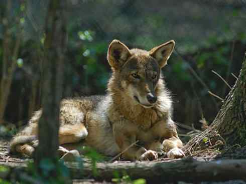 犬科：犬亚科犬属之郊狼、红狼