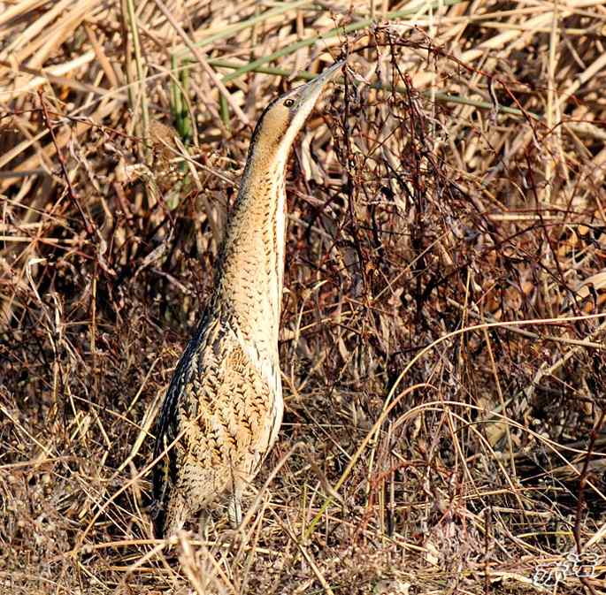 圆明园&nbsp;wbr路&nbsp;wbr大麻鳽