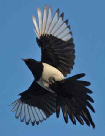 林甸的冬天——冰天雪地的鸟儿