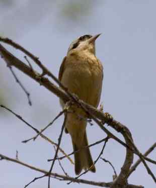 攀雀执着歌唱 不在乎观众少
