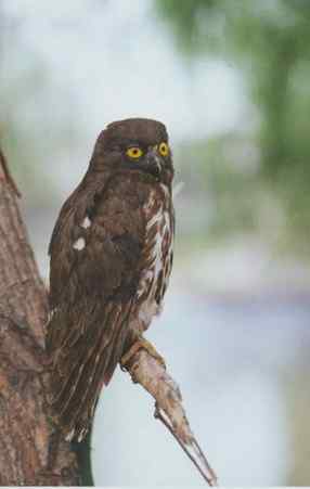 猫头鹰之鹰鸮 Brown Hawk Owl 猫头鹰之鹰鸮 Brown Hawk Owl