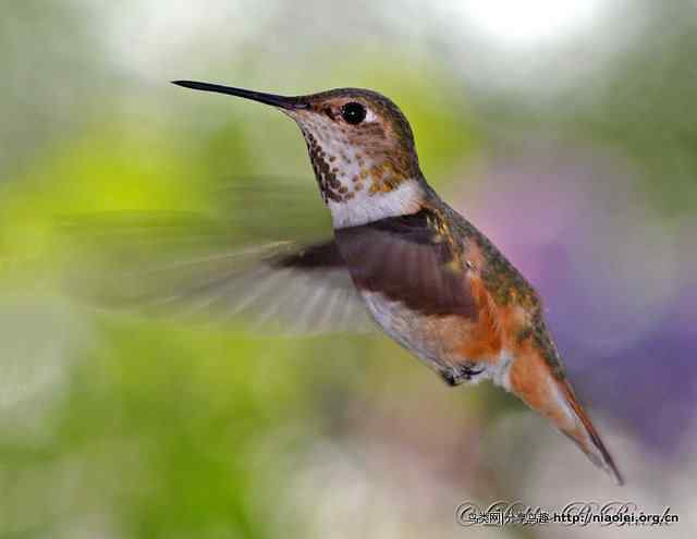 国外摄影师作品:蜂鸟 国外摄影师作品:蜂鸟