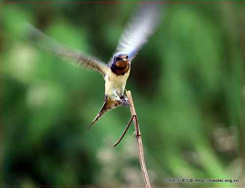 95张鸟儿嬉戏精品图集