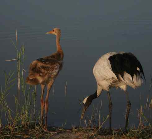 毛毛的小丹顶鹤