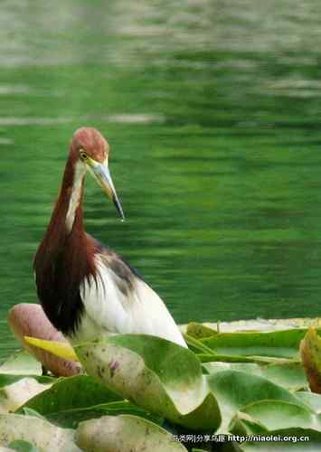 95张鸟儿嬉戏精品图集